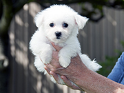 Bichon Frise photo