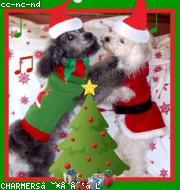 Bichon Frise photo