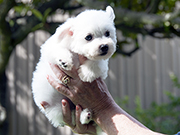 Bichon Frise photo