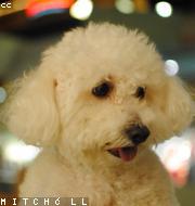 Bichon Frise photo