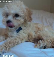 Bichon Frise photo
