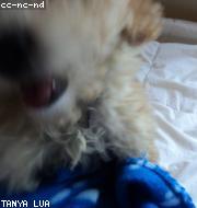 Bichon Frise photo