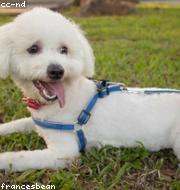 Bichon Frise photo