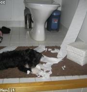 Bichon Frise photo