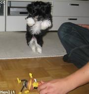 Bichon Frise photo