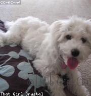 Bichon Frise photo