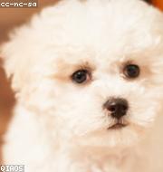 Bichon Frise photo