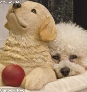 Bichon Frise photo
