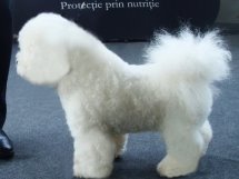 Bichon Frise puppy