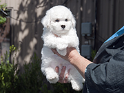 Bichon Frise photo