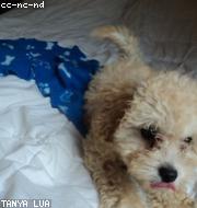 Bichon Frise photo