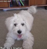 Bichon Frise photo