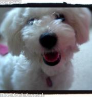 Bichon Frise photo