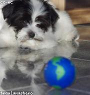 Bichon Frise photo
