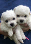 Bichon Frise photo