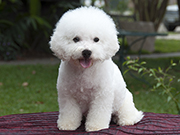 Beautiful Bichon Frise puppy