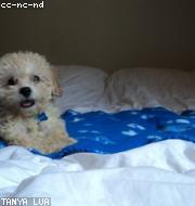 Bichon Frise photo