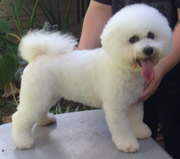 Bichon Frise