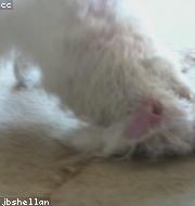 Bichon Frise photo