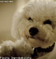 Bichon Frise photo