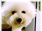 Bichon Frise photo