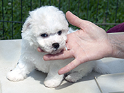 Bichon Frise photo