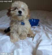 Bichon Frise photo