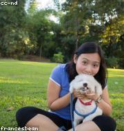 Bichon Frise photo