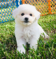Bichon Frise photo