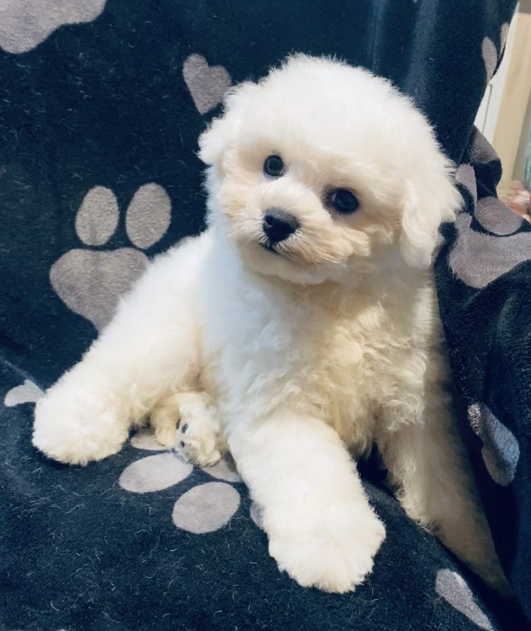 lonestarbichons-puppies-2026 (1)