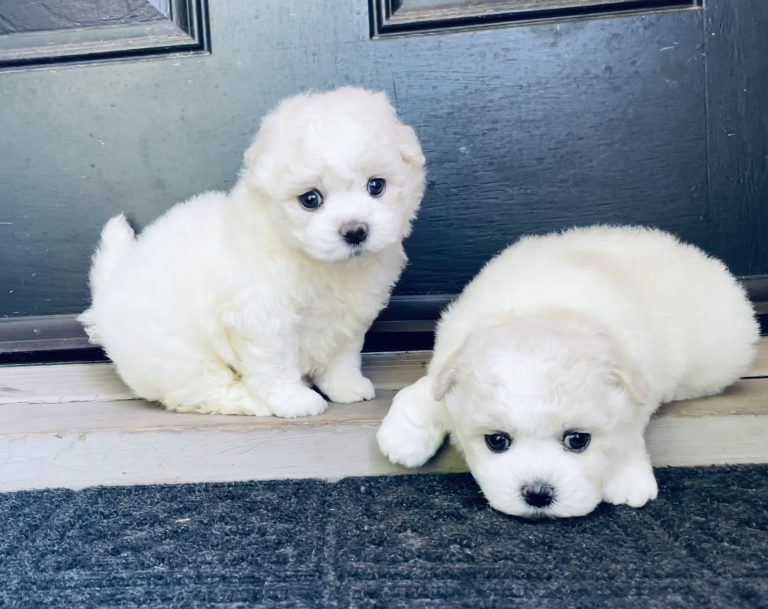 lonestarbichons-puppies-2026 (2)