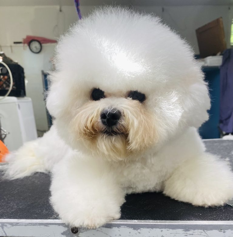 lonestarbichons-puppies-2026 (3)