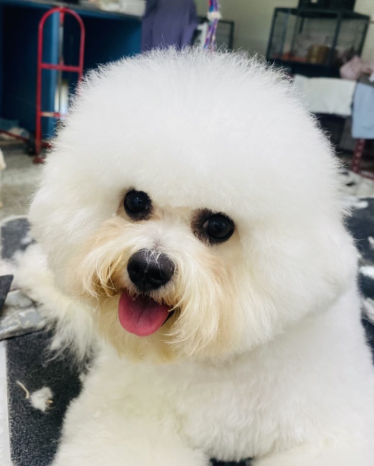 lonestarbichons-puppies-2026 (4)