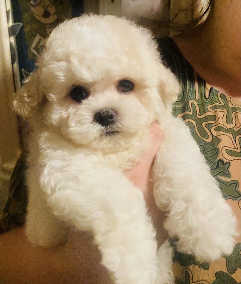 lonestarbichons-puppies-2026 (5)